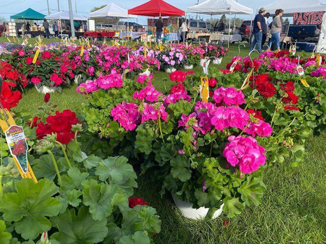 Garden day and geranium sale Saturday at Farmers Market | News, Sports, Jobs - Vimarsana News